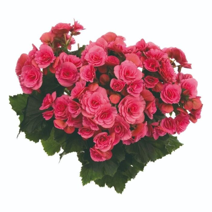 BEGONIA BARKOS Barseba Pink PP - Image 3