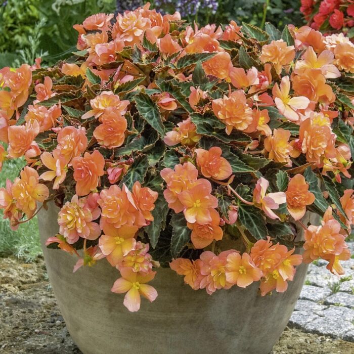 BEGONIA BELISSA Orange - Image 2