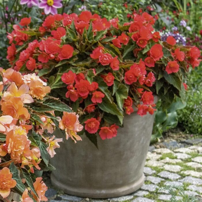 BEGONIA BELISSA Red - Image 2