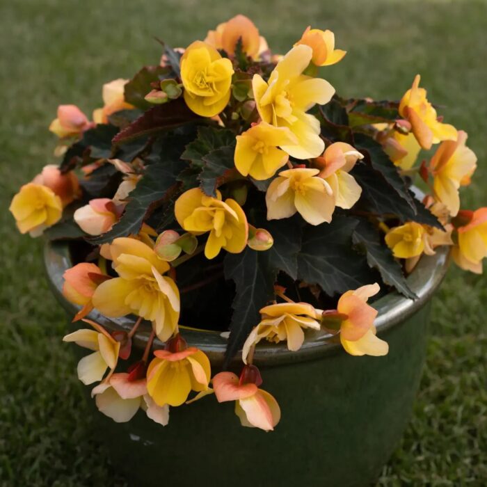 BEGONIA BELISSA Yellow - Image 2