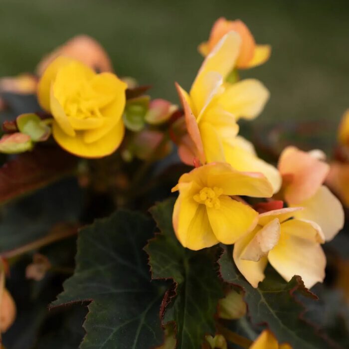 BEGONIA BELISSA Yellow - Image 4