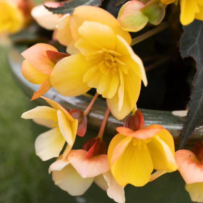 BEGONIA BELISSA Yellow - Image 3