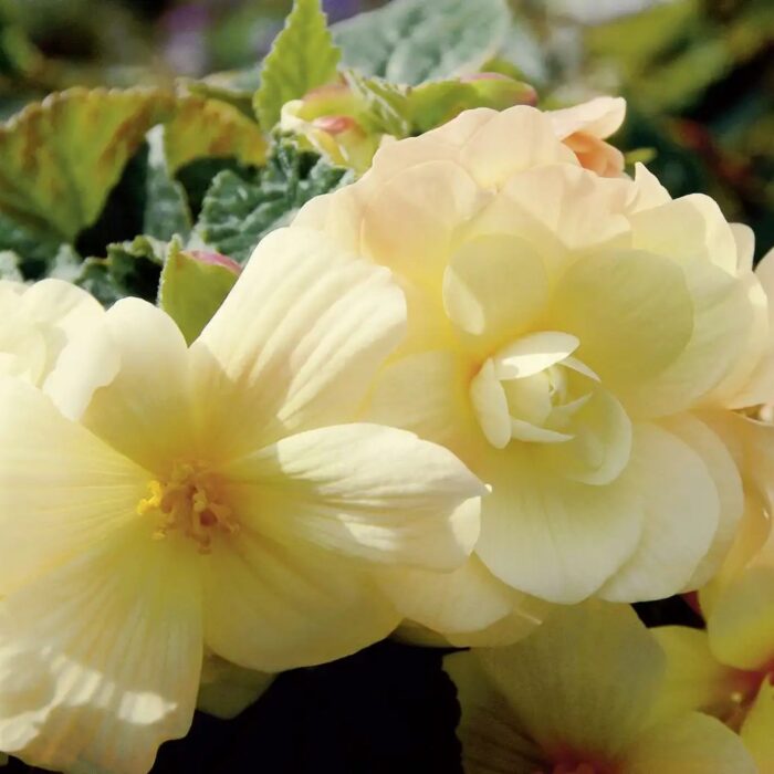 BEGONIA BELLACONIA Chardonnay - Image 2