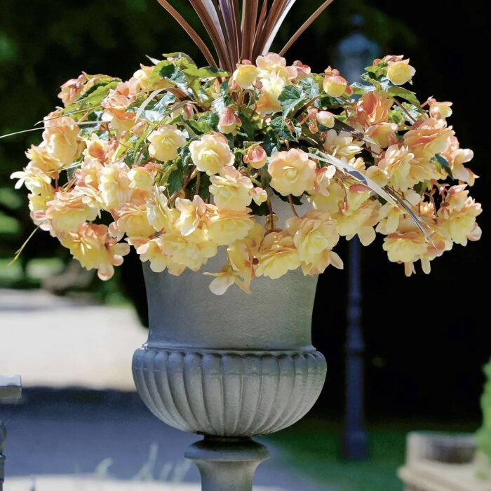 BEGONIA BELLACONIA Chardonnay - Image 3