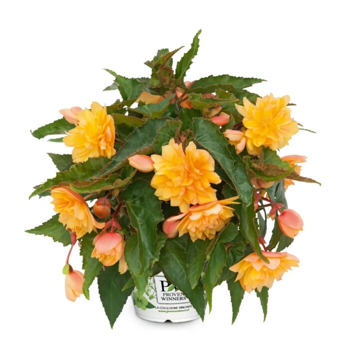 BEGONIA BELLACONIA Citrus - Image 2