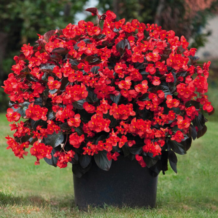 BEGONIA BIG DELUXXE Red Bronze Leaf - Image 2