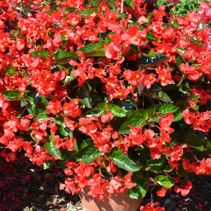 BEGONIA BIG DELUXXE Red Green Leaf - Image 2