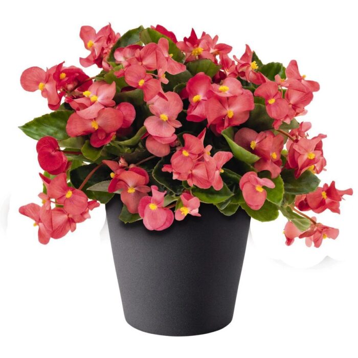 BEGONIA BIG DELUXXE Rose Green Leaf - Image 2