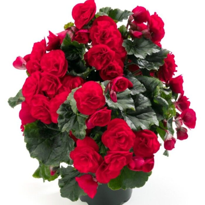 BEGONIACOTTAGECARMENREDPL_2.jpg BEGONIA COTTAGE Carmen Red - Image 2