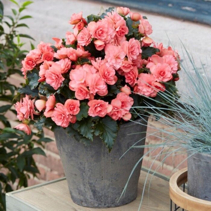 BEGONIA COTTAGE Chloe Coral Pink - Image 2