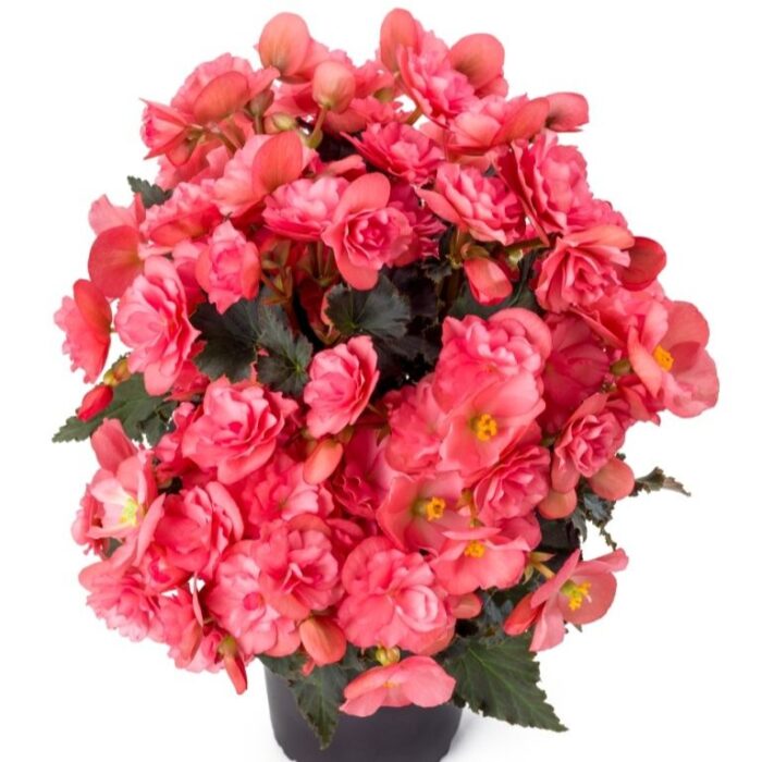 BEGONIA COTTAGE Chloe Coral Pink PP - Image 2
