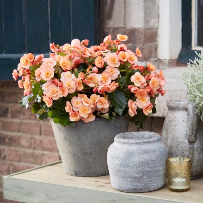 BEGONIA COTTAGE Esmay Peach - Image 3