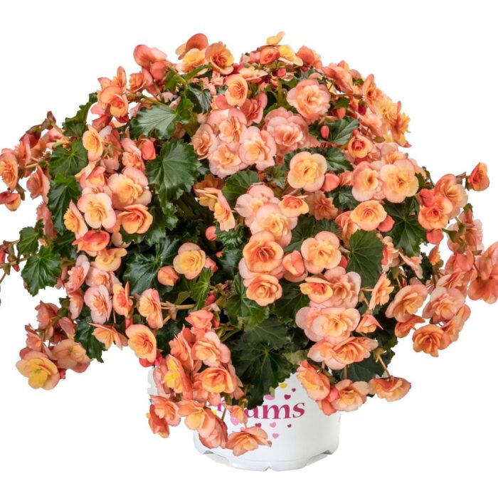 BEGONIA COTTAGE Esmay Peach - Image 2