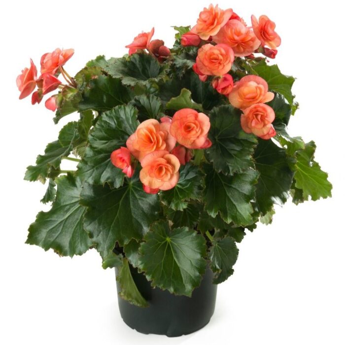 BEGONIA COTTAGE Esmay Peach - Image 4