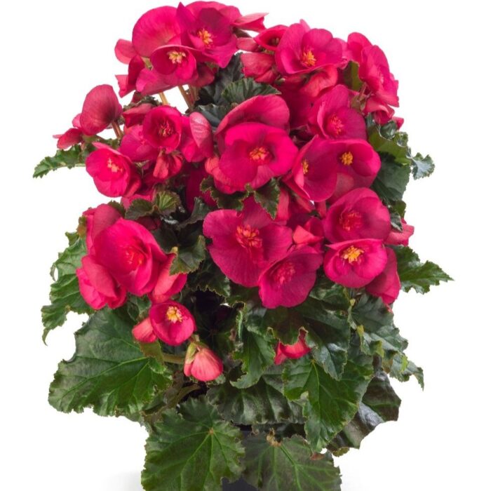 BEGONIA COTTAGE Evi Bright Pink - Image 3
