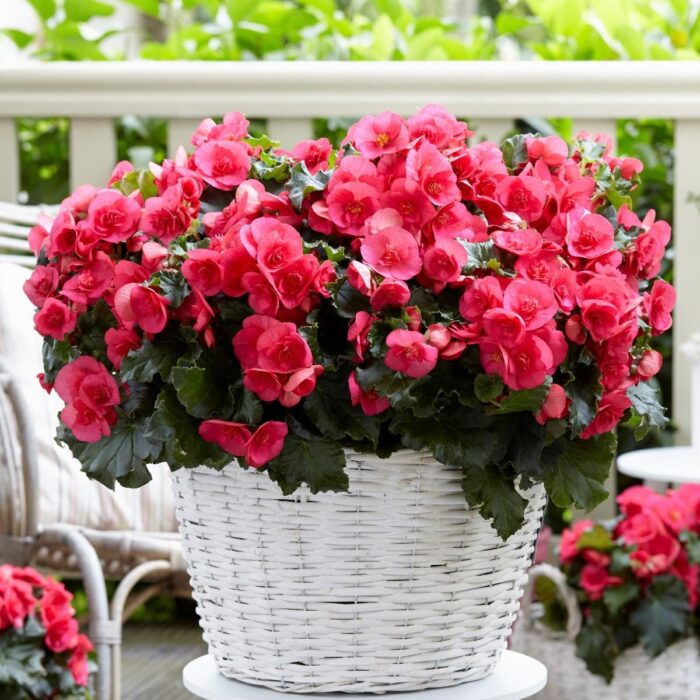 BEGONIA COTTAGE Evi Bright Pink PP - Image 3