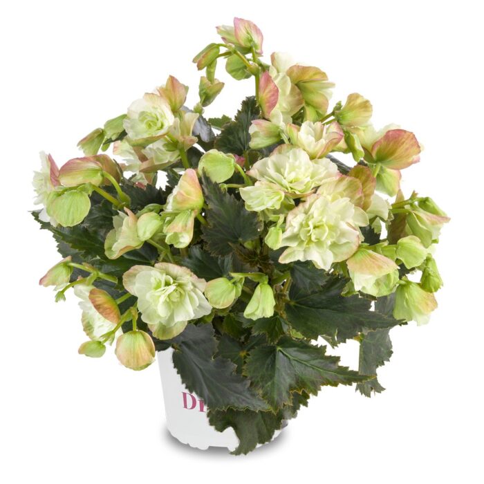 BEGONIA COTTAGE Frivola Magic - Image 2