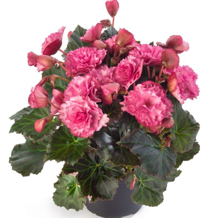 BEGONIA COTTAGE Frivola Pink - Image 2