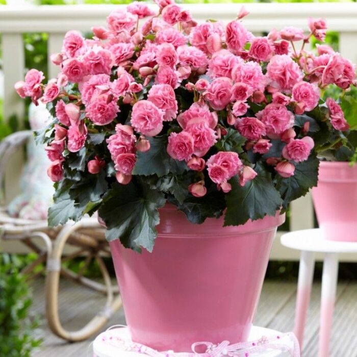 BEGONIACOTTAGEFRIVOLAPINKPPPL.jpg