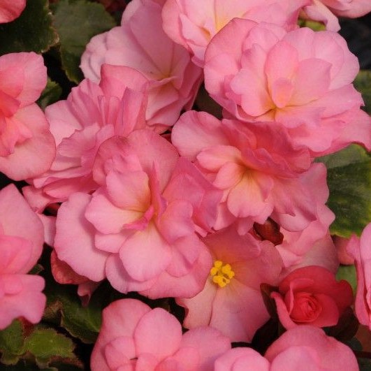BEGONIACOTTAGEGLORYPINKPL.jpg