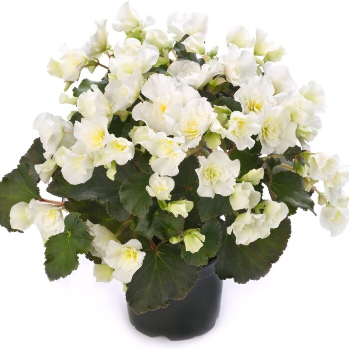 BEGONIACOTTAGEGLORYWHITEPL_1.jpg BEGONIA COTTAGE Glory White - Image 2