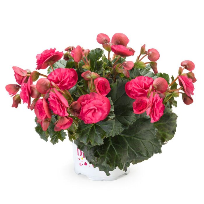 BEGONIA COTTAGE Vermillion Hot Pink - Image 3