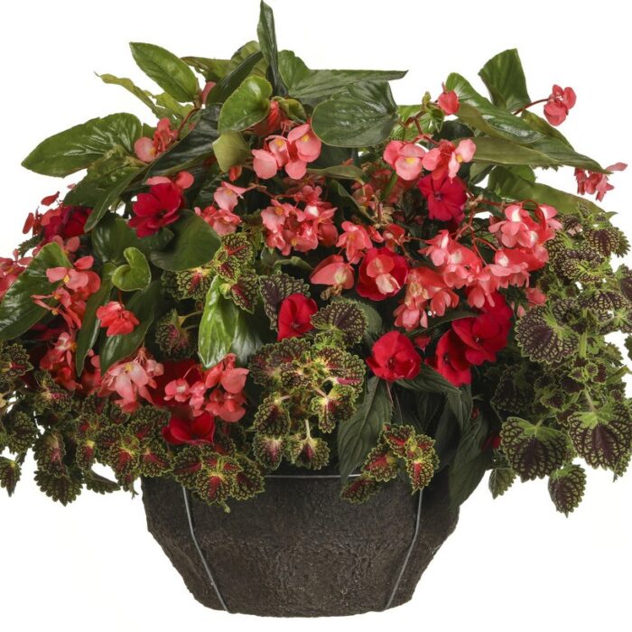 BEGONIA DRAGON WING Pink - Image 2