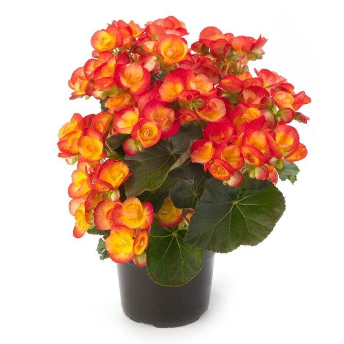 BEGONIA ILONA Carneval PP - Image 2