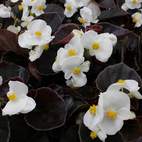 BEGONIASEMPERFLORENSSENATORWHITEPL.jpeg