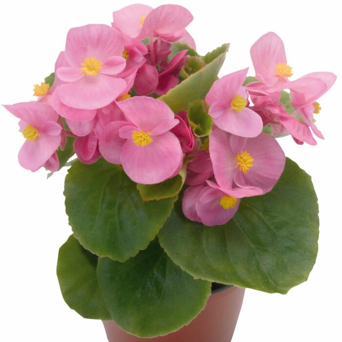 BEGONIASEMPERFLORENSSUPEROLYMPIAPINKPL_1.jpg BEGONIA semperflorens SUPER OLYMPIA Pink - Image 3