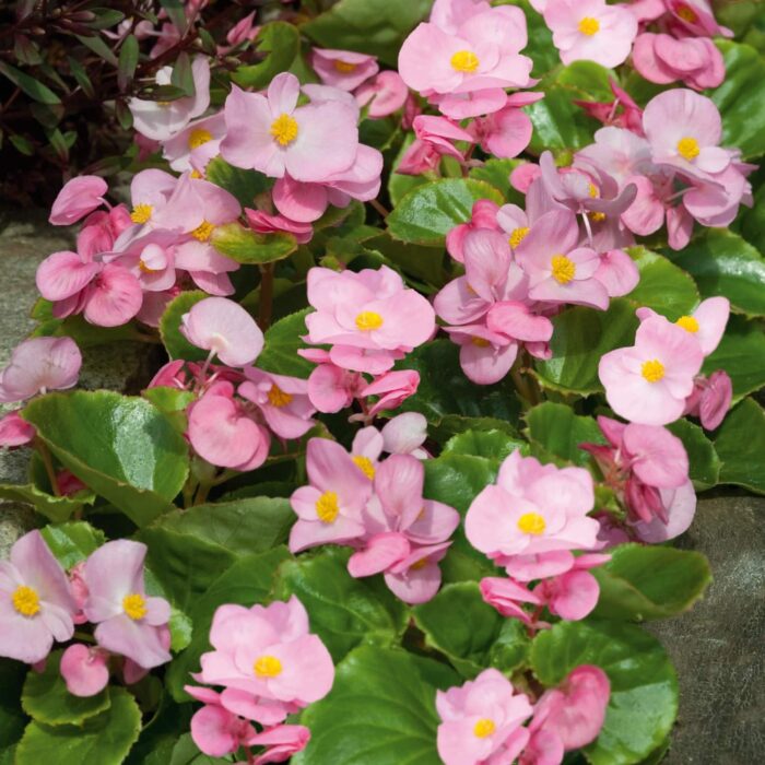 BEGONIASEMPERFLORENSSUPEROLYMPIAPINKPL_2.jpg BEGONIA semperflorens SUPER OLYMPIA Pink - Image 2
