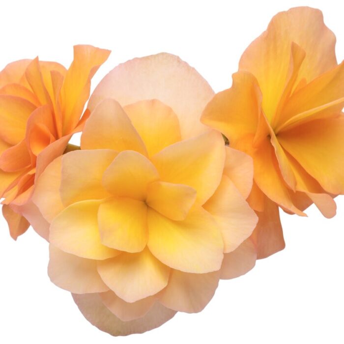 BEGONIA SOLENIA  Apricot PP - Image 4