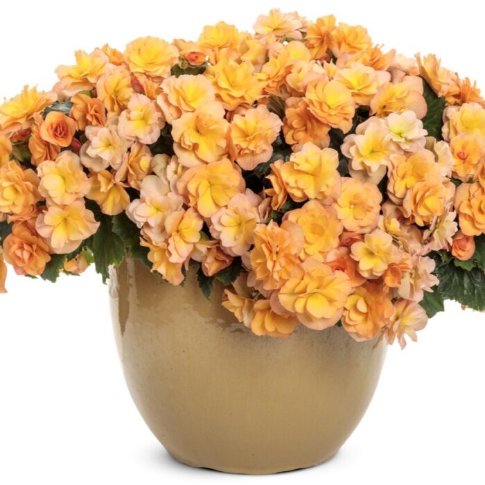 BEGONIA SOLENIA  Apricot PP - Image 3