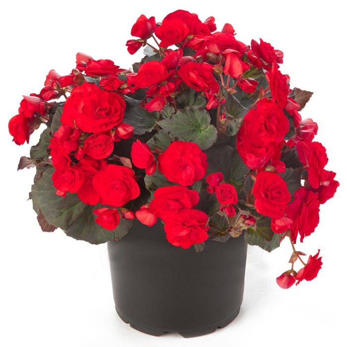 BEGONIA SOLENIA  Red Improved PP - Image 3