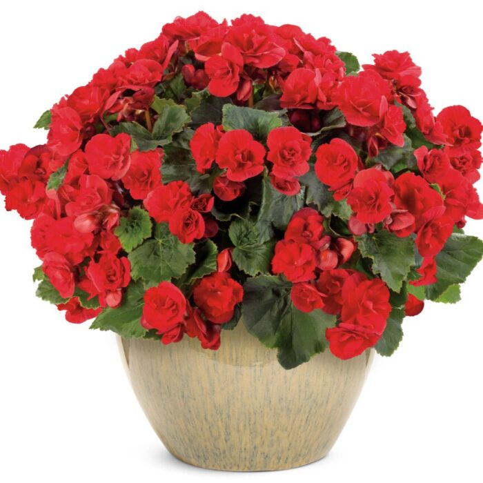 BEGONIA SOLENIA  Scarlet PP - Image 2