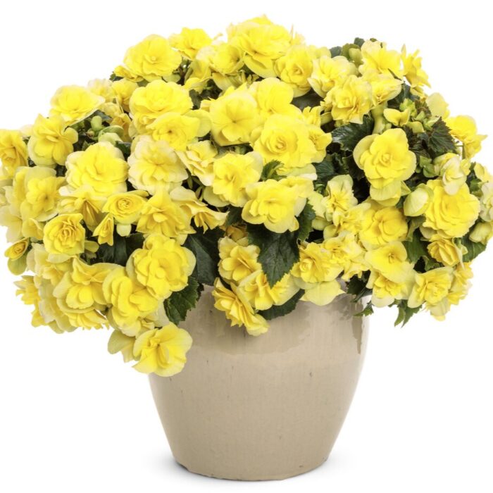 BEGONIA SOLENIA  Yellow - Image 2