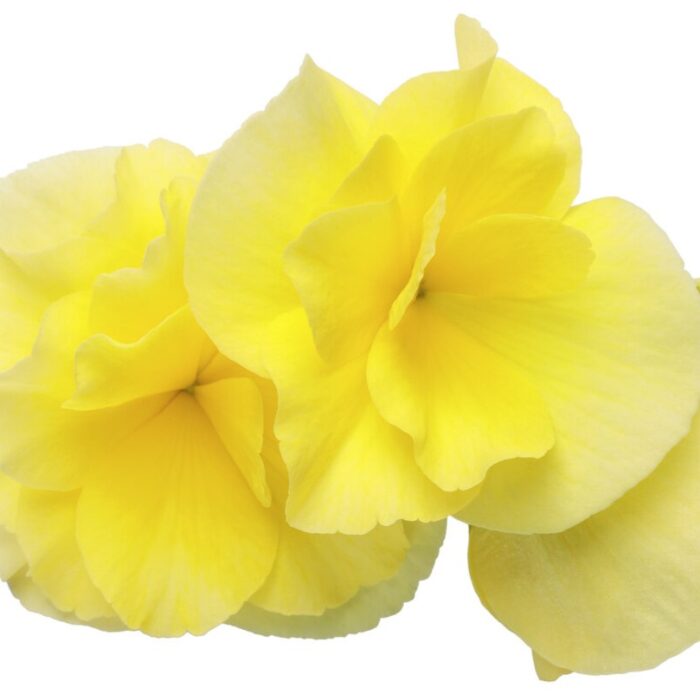 BEGONIA SOLENIA  Yellow - Image 4