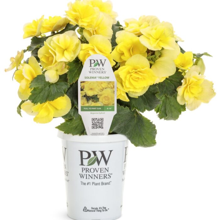 BEGONIA SOLENIA  Yellow - Image 3