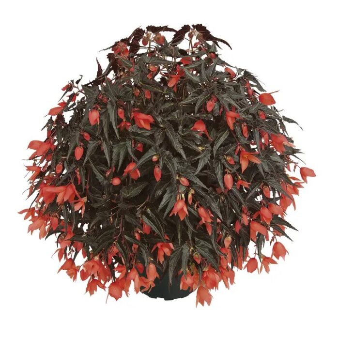 BEGONIA SUMMERWINGS Coral Dark Elegance - Image 2