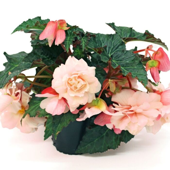 BEGONIA SWEETSPICE Appleblossom - Image 2