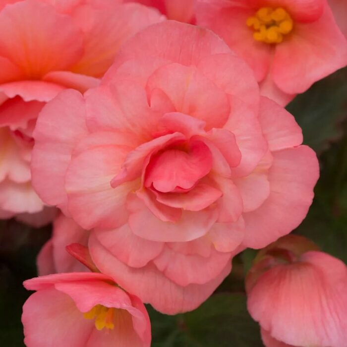 BEGONIA SWEETSPICE English Rose - Image 4