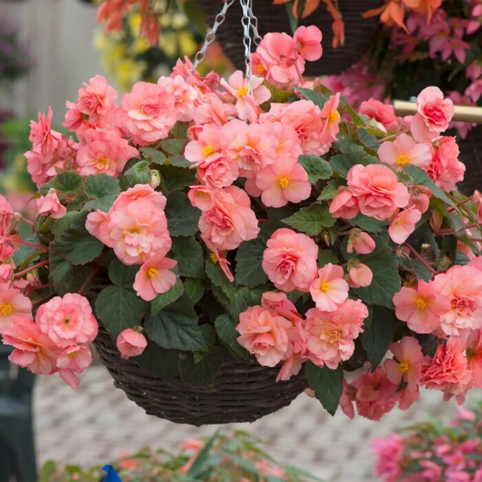 BEGONIA SWEETSPICE English Rose - Image 3