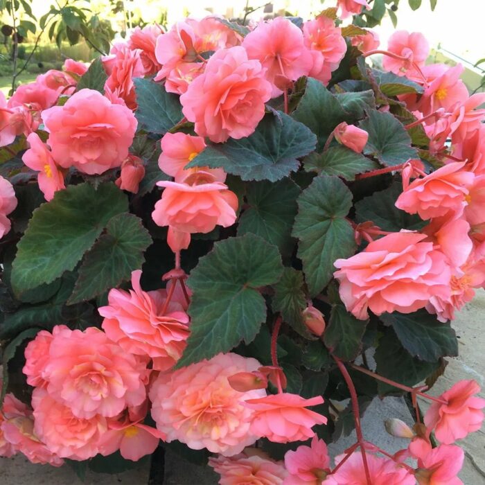 BEGONIA SWEETSPICE English Rose - Image 2