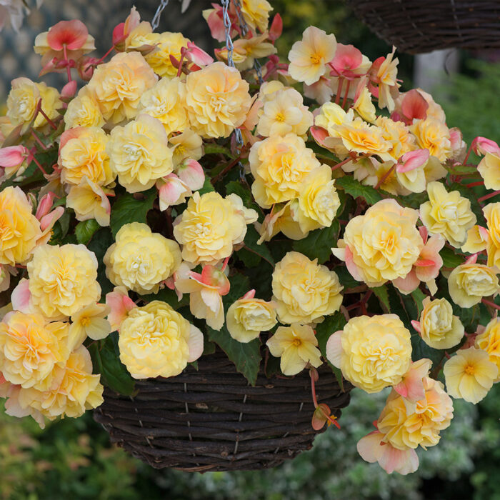 BEGONIA SWEETSPICE Yellow - Image 3