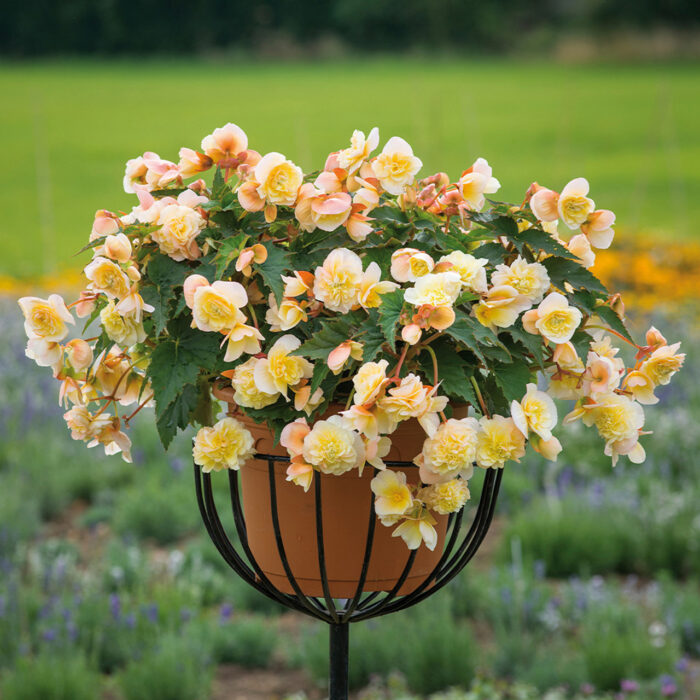 BEGONIA SWEETSPICE Yellow - Image 2