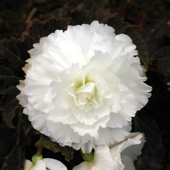 BEGONIATUBERHYBRIDAMOCCAWHITEPL.jpg