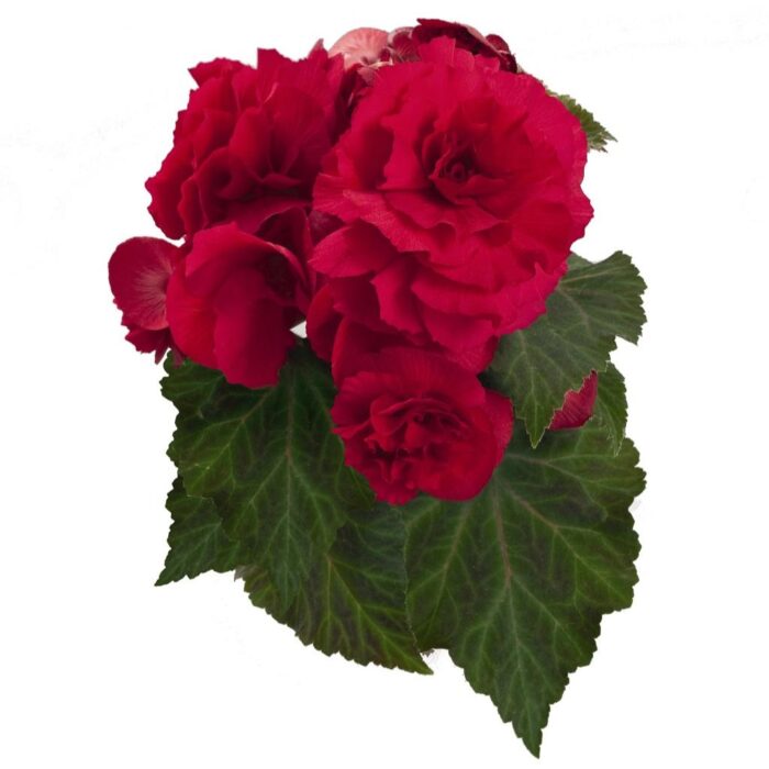 BEGONIATUBERHYBRIDANONSTOPDEEPROSEPL_1.jpg BEGONIA tuberhybrida NONSTOP Deep Rose - Image 2