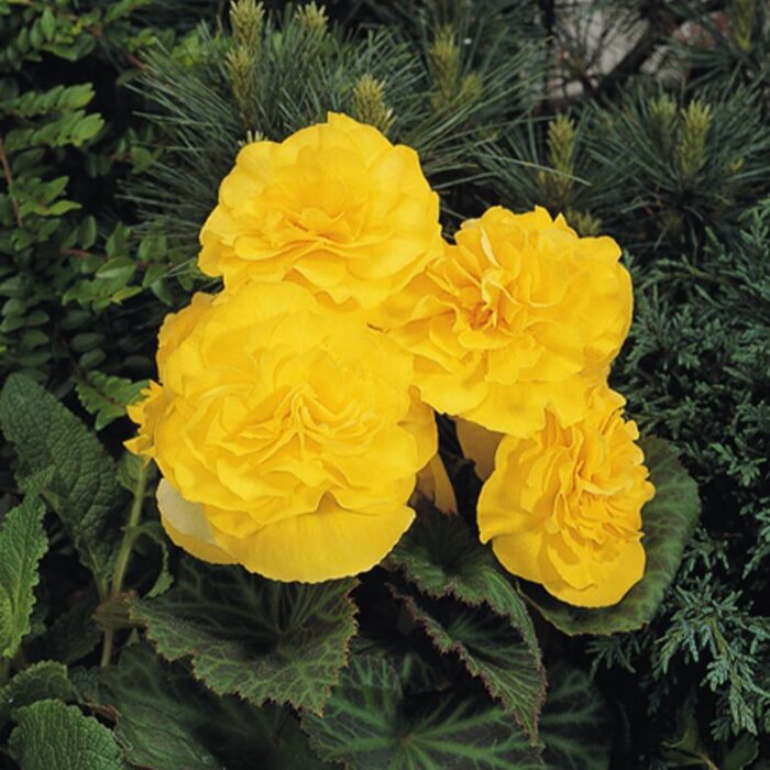 BEGONIATUBERHYBRIDANONSTOPYELLOWPL.jpg