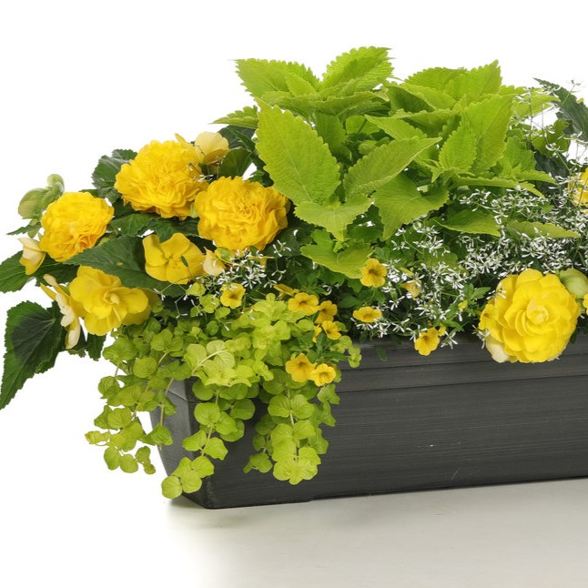 BEGONIATUBERHYBRIDANONSTOPYELLOWPL_1.jpg BEGONIA tuberhybrida NONSTOP Yellow - Image 2