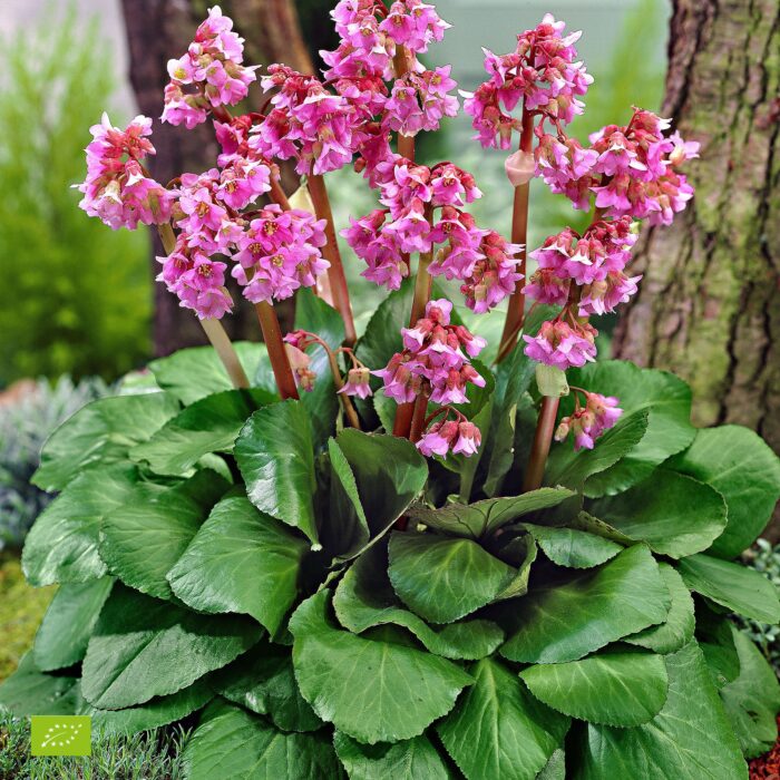 BERGENIA Eroica - Image 2